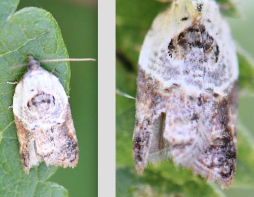 Réf. 293 603 : Acleris variegana